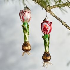 two red and white flowers hanging from a tree