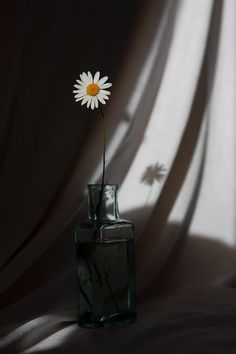 a single white flower in a glass vase on a table cloth with shadows from the curtain behind it