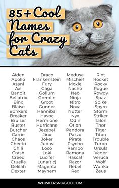 an image of a cat with the words 8 + cool names for crazy cats on it