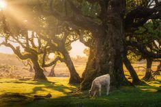 a white cow grazing in the grass next to some large tree's at sunset