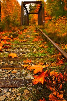 an old train track surrounded by autumn leaves