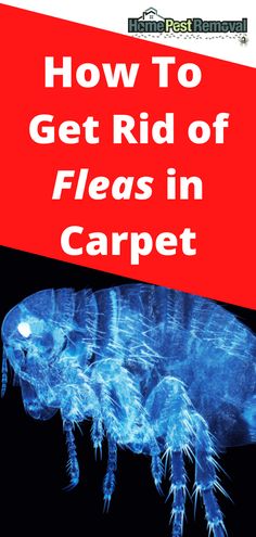 the cover of how to get rid of fleas in carpet, with an image of a