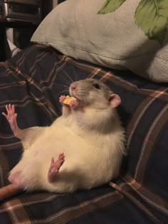 a rat sitting on top of a bed eating something off of it's mouth