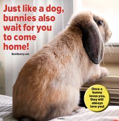 a dog sitting on top of a bed next to a window with a caption that reads just like a dog, bunnies also wait for you to come home