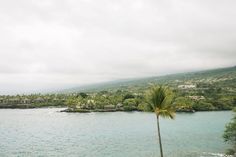 a palm tree sitting on top of a lush green hillside next to the ocean with houses in the distance