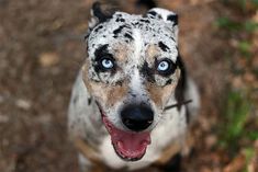 a spotted dog with blue eyes looking up at the camera