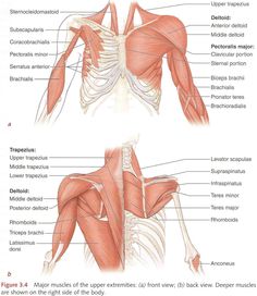 the muscles are labeled in this diagram