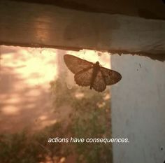 a moth that is sitting on the window sill