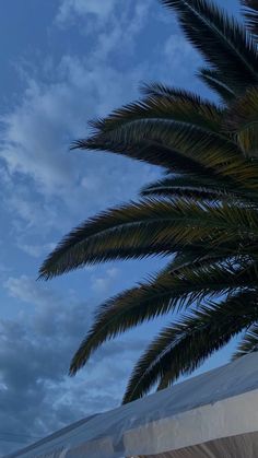 a palm tree is in the foreground and clouds are in the background