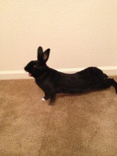 a small black rabbit sitting on the floor