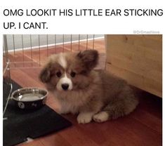 a dog sitting on the floor next to a bowl