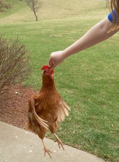 a person feeding a chicken from their hand on the sidewalk in front of some grass