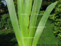 an image of a plant that is growing in the grass