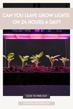 a group of plants with the words can you leave grow lights on 24 hours a day?