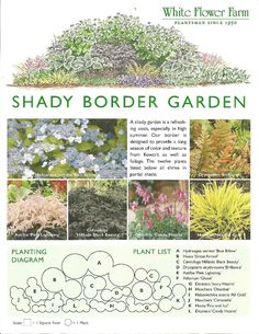 the white flower farm shady border garden poster is shown with pictures of plants and flowers