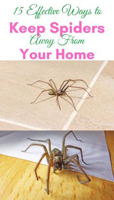 Discover 15 effective ways to keep spiders away from your home naturally. From sealing entry points and cleaning regularly to using vinegar, essential oils, and cedar, explore a variety of methods to deter spiders from entering and inhabiting your living space. These natural solutions offer an eco-friendly and safe alternative to chemical pesticides, ensuring a spider-free home environment for you and your family. Keep Spiders Out Of Basement, Repel Spiders In Home, Natural Spider Repellent For Home, How To Keep Spiders Out Of Your House, How To Get Rid Of Spiders In The House, Spider Prevention, Spider Trap, Killing Spiders, Natural Spider Repellant