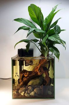 a plant in a glass container with rocks and water