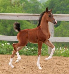 a brown horse running across a dirt field