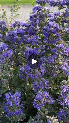 purple flowers with green leaves in the foreground and a white arrow pointing to them