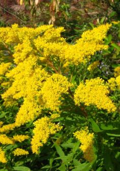 some yellow flowers are growing in the grass