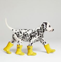 a dalmatian dog wearing yellow rain boots