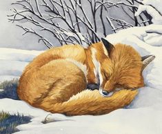 a painting of a fox curled up in the snow