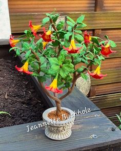 a potted plant with red, yellow and green flowers sitting on top of a wooden table