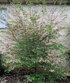 a flowering tree in front of a brick building