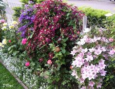 many different types of flowers growing on the side of a fence