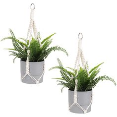 two potted plants are hanging from hooks