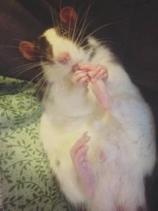 a white and brown rat sitting on top of a couch