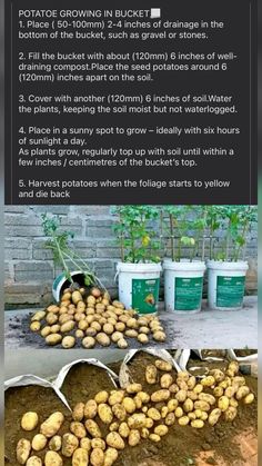 potatoes growing in buckets on the ground with instructions for how to grow them from seed