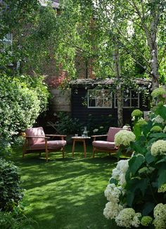 two pink chairs sitting in the middle of a lush green yard with white hydrangeas