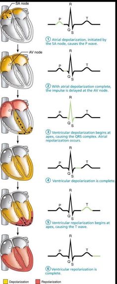 Good Notes Anatomy, Ekg Technician Aesthetic, Cardiology Study, Ekg Nursing, Notes Anatomy, Nursing School Studying Cheat Sheets, Medical Terminology Study, Nursing Assessment, Nursing School Essential