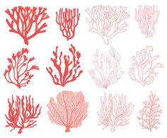 red corals and seaweed on white background