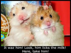 two brown and white hamsters standing next to each other