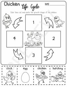 the chicken life cycle worksheet for kids to learn how to write and draw