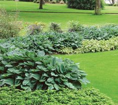 a garden filled with lots of green plants next to a lush green park area covered in trees