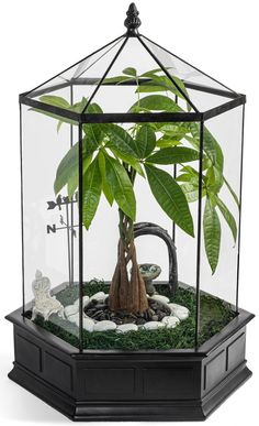 a plant in a glass case with rocks and plants