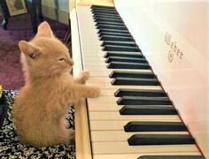 an orange kitten sitting on the floor next to a piano keyboard and playing with it's paw