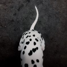 a dalmatian dog with black spots on it's back