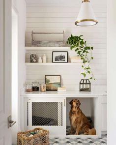 a dog sitting in the corner of a room with white walls and shelvings