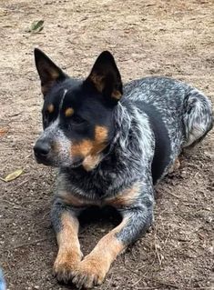 a black and brown dog laying on top of a dirt field next to a blue frisbee