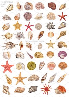 an assortment of seashells are shown in this image