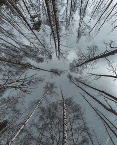 looking up at the tops of several tall trees in a forest with snow on them