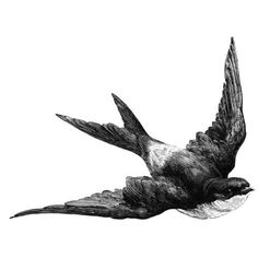 a black and white drawing of a bird flying