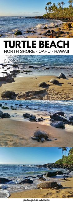 the turtle beach in north shore, kauai and hawaii is one of the best places to visit