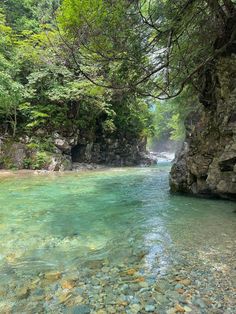 a river flowing through a lush green forest filled with lots of rocks and greenery