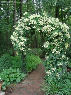 a garden with white flowers and green plants