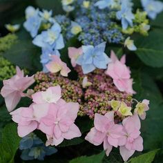 many different colored flowers are growing in the garden together, including blue and pink ones